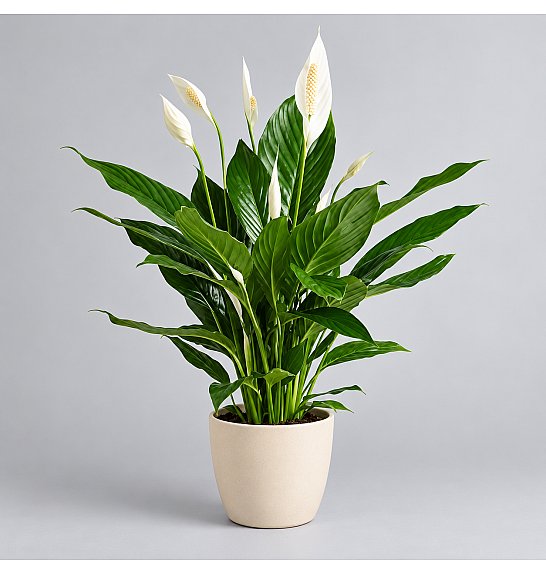 Spathiphyllum; Ø17 cm