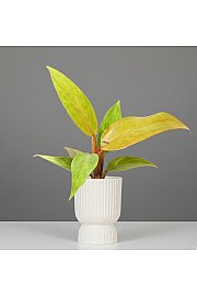 Filodendron Orange Marmelade