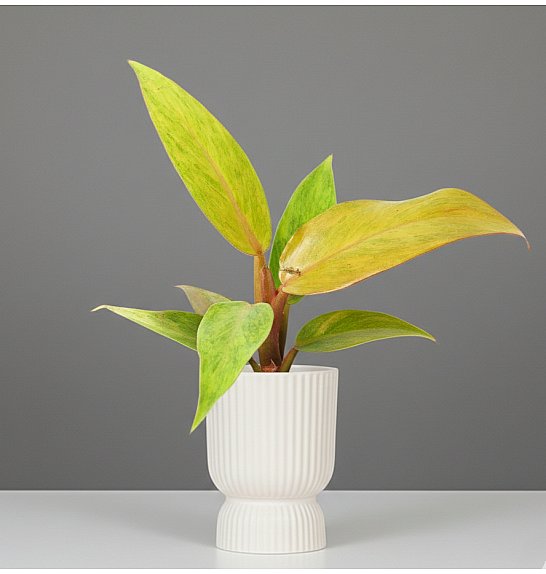 Philodendron Orange Marmelade; Ø10,5 cm