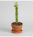 Euphorbia lactea 'Variegata'