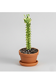 Euphorbia lactea 'Variegata'