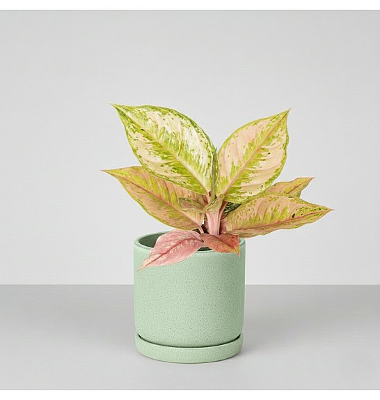 Aglaonema Pastella; Ø12 cm
