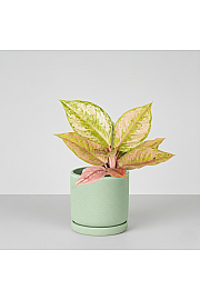 Aglaonema Pastella