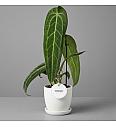 Queen Anthurium 