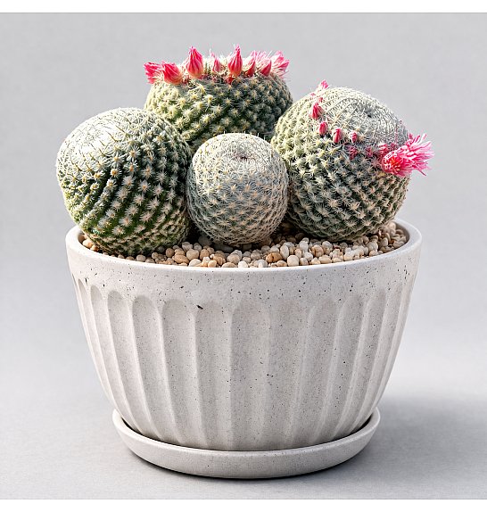 Mammillaria microthele 'Superfina'; Ø13 cm