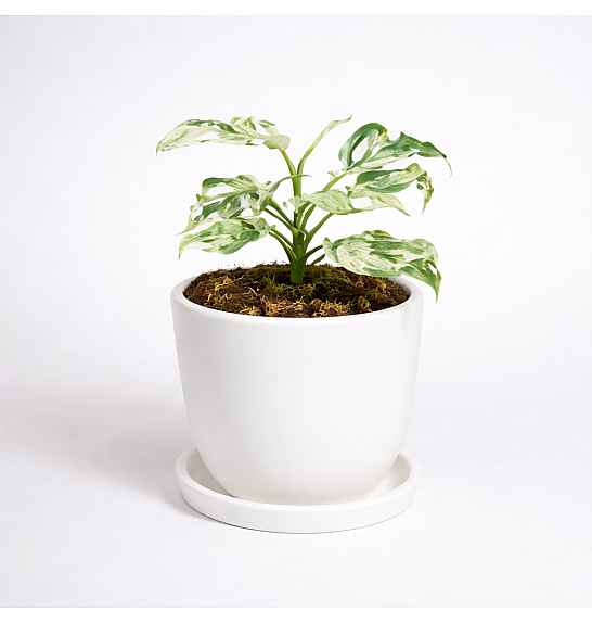 Monstera Frozen Freckles; Ø12 cm