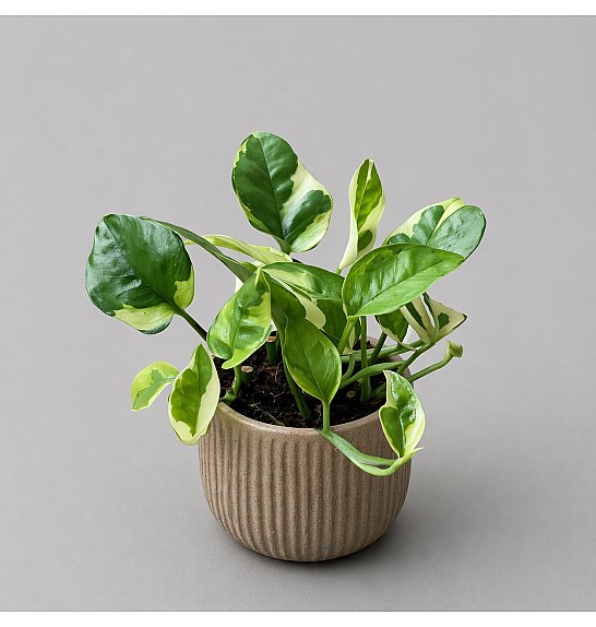 Epipremnum Lemon Joy; Ø9 cm