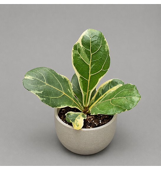 Ficus Lyrata variegata; Ø10,5 cm