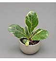 Fikus lyrata variegata