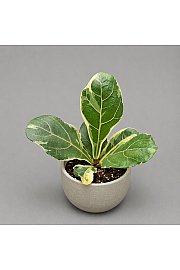 Fikus lyrata variegata