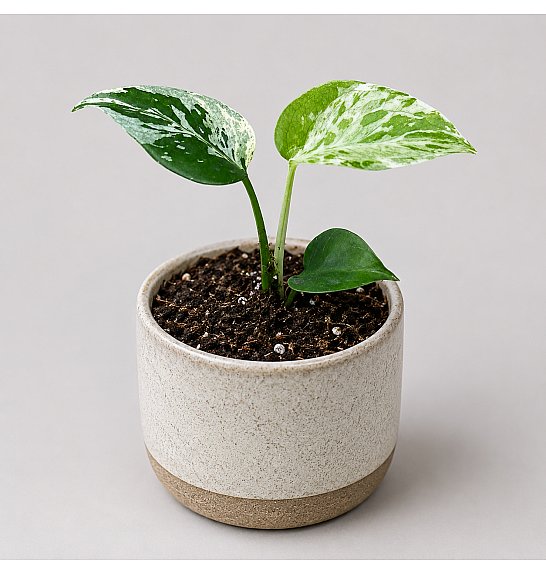Monstera Bulbasaur; Ø6 cm