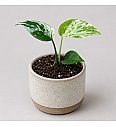 Monstera Bulbasaur