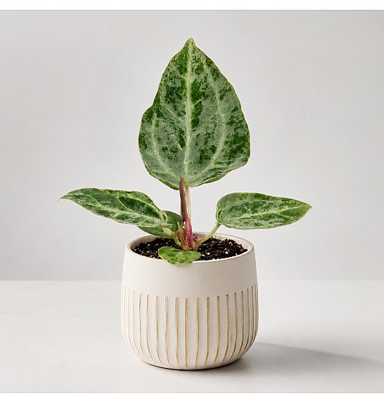Anthurium Silver Blush mint; o6 cm