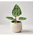 Anthurium Silver Blush mint
