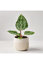 Anthurium Silver Blush mint