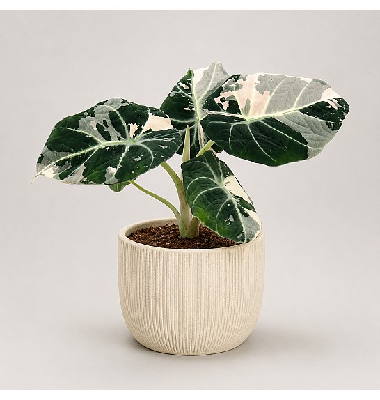 Alocasia Black Velvet Pink Variegata; Ø12 cm