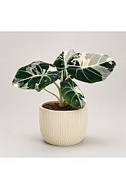 Alokazija Black Velvet Pink Variegata - Reši me