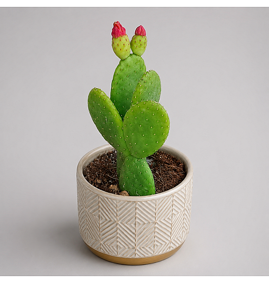 Opuntia Inamoena; Ø14 cm