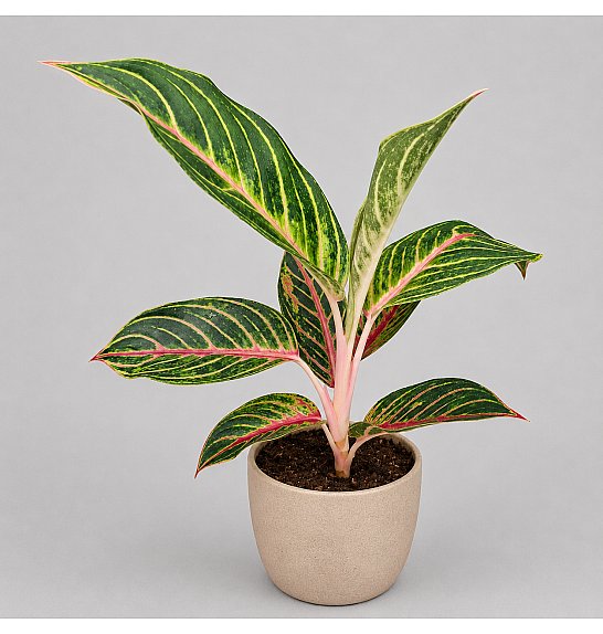 Aglaonema Red Okapi; Ø12 cm