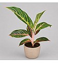 Aglaonema Red Okapi