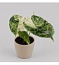 Alocasia Dragon Scale Mint