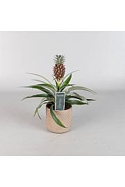 Ananas Mi Amigo