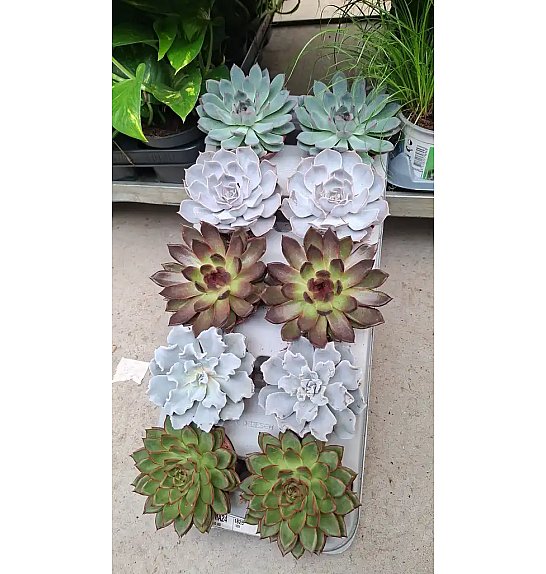 Echeveria mix De Luxe; Ø10,5 cm