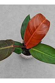 Filodendron Selloum Sun Red
