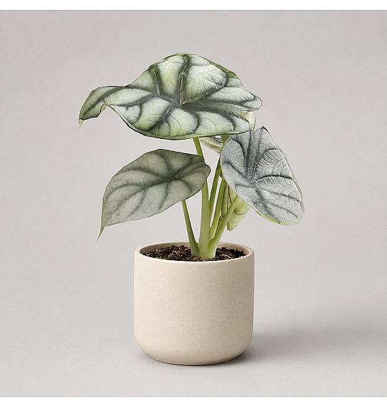 Alocasia Silver Tarragon; Ø11 cm