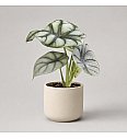 Alokazija Silver Tarragon