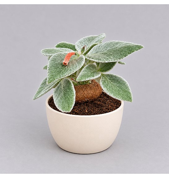 Cactus Rechsteineria; Ø8 cm