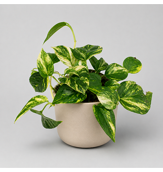 Epipremnum Churchill Gold; Ø12 cm