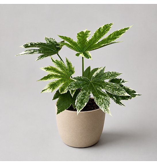 Fatsia japonica Variegata; Ø14 cm