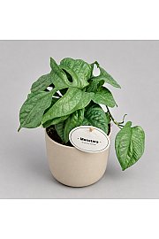 Spiderman monstera - M