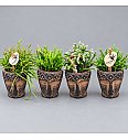Rhipsalis Mix