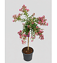 Lagerstremija Mimi Rose