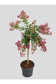 Lagerstremija Mimi Rose