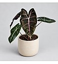 Alokazija 'Purple Vein'