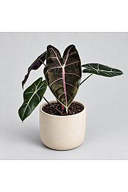 Alokazija 'Purple Vein'