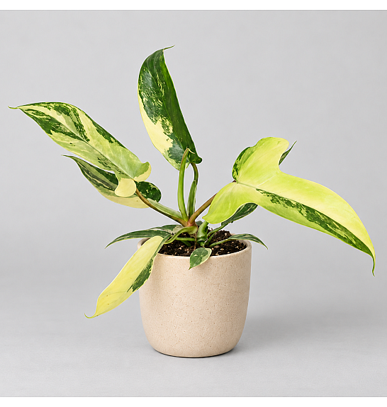 Philodendron Florida Beauty; Ø6 cm