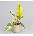 Filodendron 'Caramel Marble'