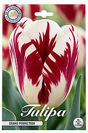 Čebulice tulipana 'Grand Perfection'