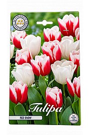 Čebulice tulipana 'Red Snow'