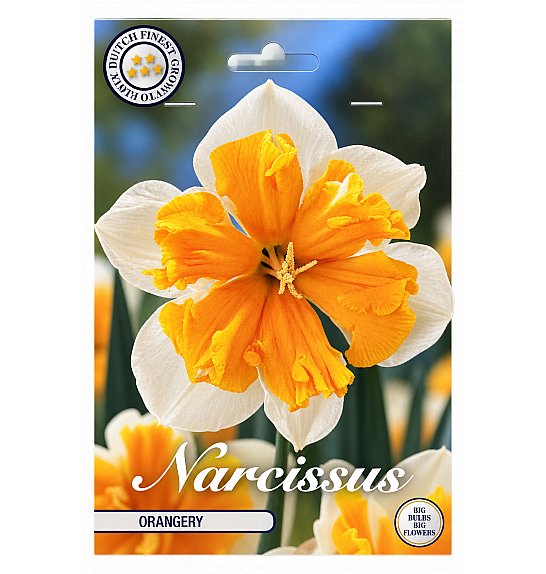 Narcis Splitcrown Orangery x5; 14/16