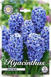Čebulice hijacint 'Delft Blue'