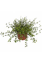 Muehlenbeckia australis