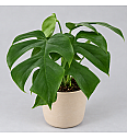 Monstera 'Little Sister'