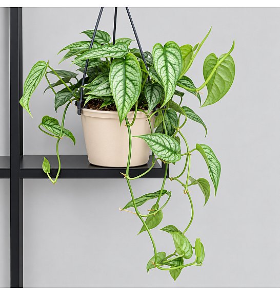 Monstera Siltepecana; Ø15 cm