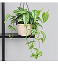 Monstera Siltepecana
