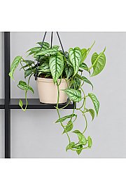 Monstera Siltepecana